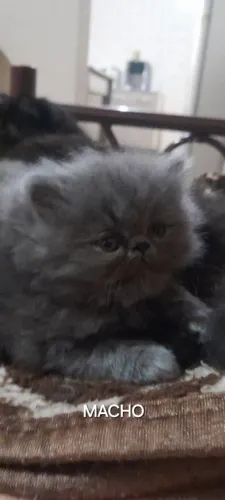 Gato Persa Filhote Pelagem Rara