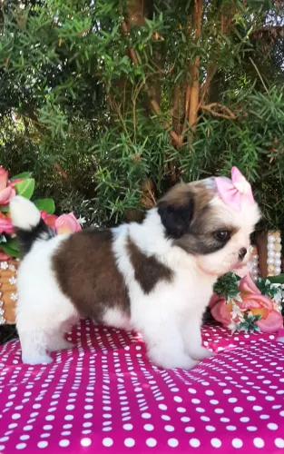 Linda BABY SHIH-TZU já sendo educada entrego vacinada com vacina importada e higienização.
