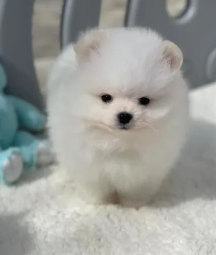 Cachorro Spitz Alemao mini filhote raro alta procura reserve ja