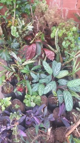 Mudas e plantas -A partir de R$8 - soujardim