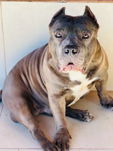 American Bully para Cobertura