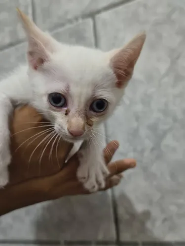 Doa-se Filhotes de gato