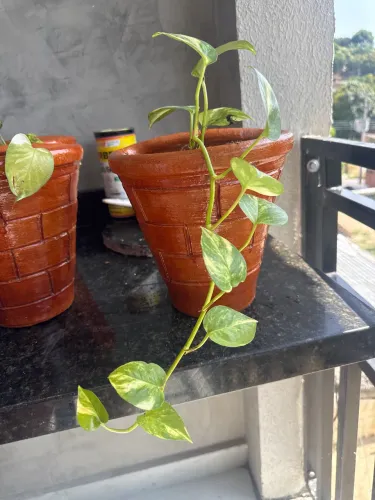 Vaso de planta completo