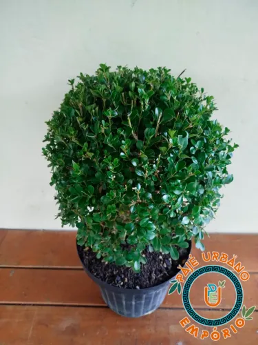 Buxinho - Planta para Jardim, Vaso e Poda Decorativa