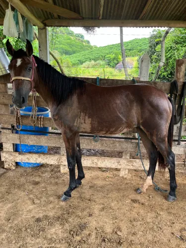 Potra  - 1 ano e 5 meses