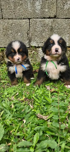 Bernese Mountain filhotes