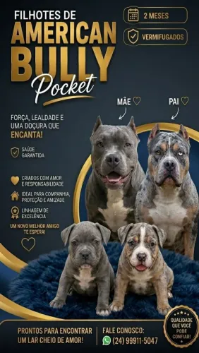 Filhote american bully pocket