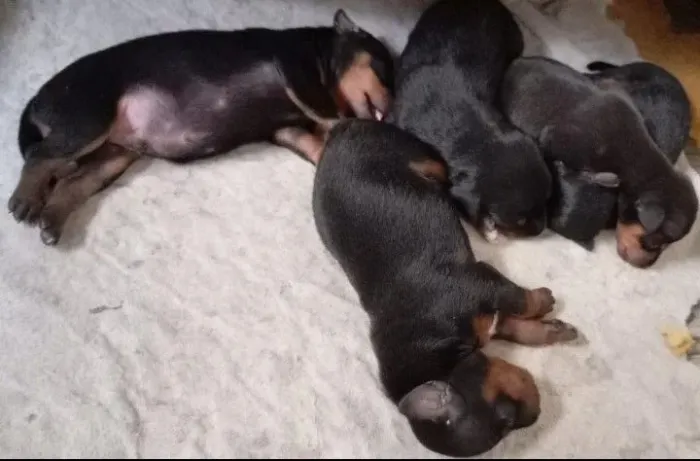 Filhote de pinscher 