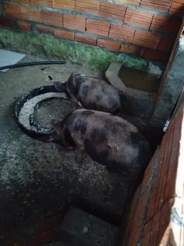 Porco caipira 