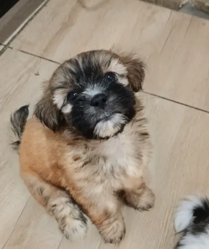 Filhotes de shih tzu