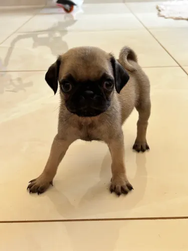 Pug Mini