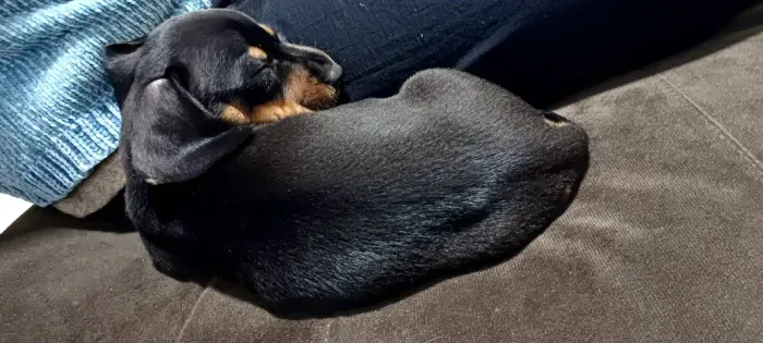 Filhote - Fêmea Dachshund Black Tan 