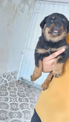 Rottweiler 