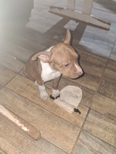 Vendo filhote de pitbull  2 meses de vida aceito oferta 