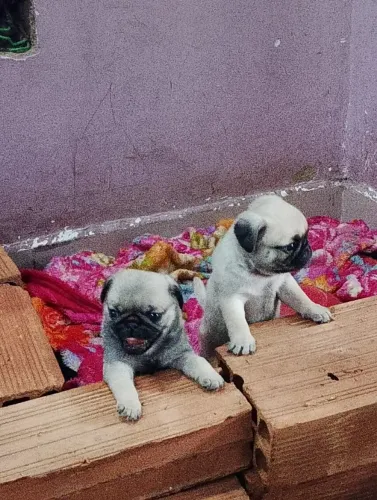 Filhote de Pug macho 1000