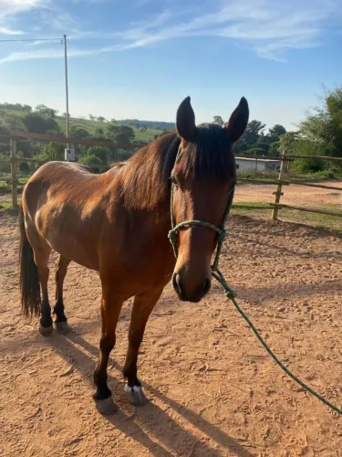 Vendo cavalo marcha picada puro de sela mais informações chama no WhatsApp *