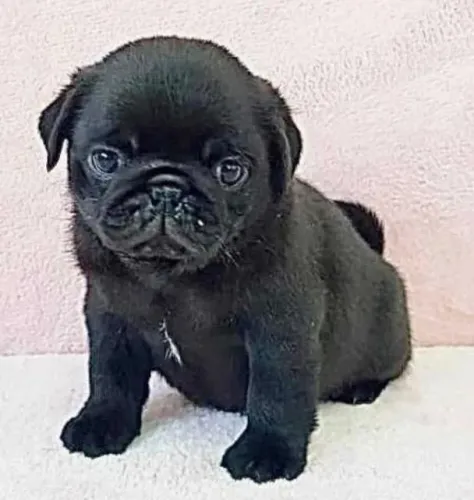 Pug pai e mae com pedegree