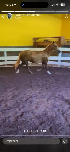 Mangalarga marchador
