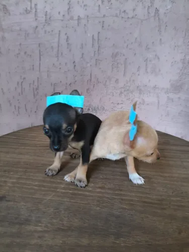 Pinscher mini 