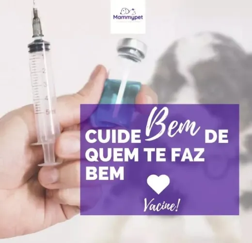 Atendimento veterinário em casa 