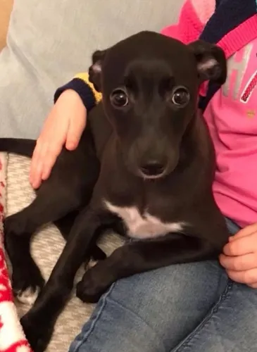 Whippet 