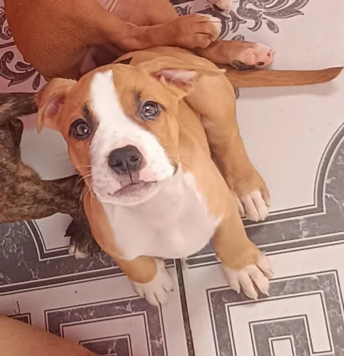 Vende-se filhote de pitbull fêmea