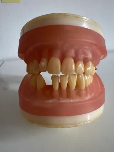 Manequim odontológico 