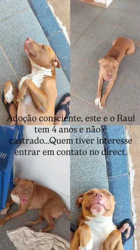 Doa-se Pit Bull macho