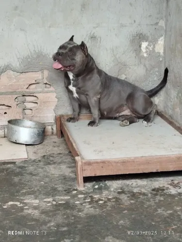 American Bully x Pit Bull