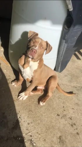 Estou a procura de um pitbull macho para cruzamento 