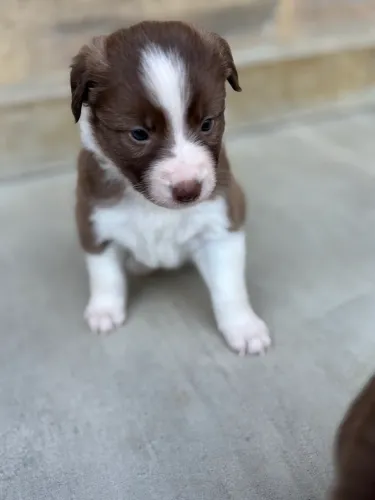 Vendas de border collie a partir de 800,00