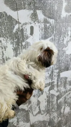 Cachorro Shitzu 