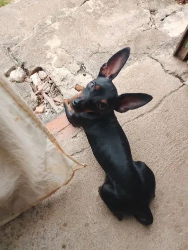 Procuro fêmea para cruzar com meu Pincher 1