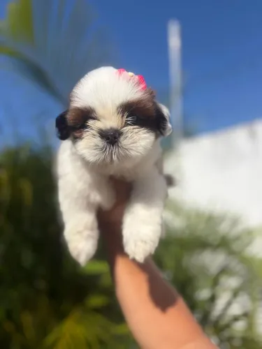 Shih tzu fêmea disponível