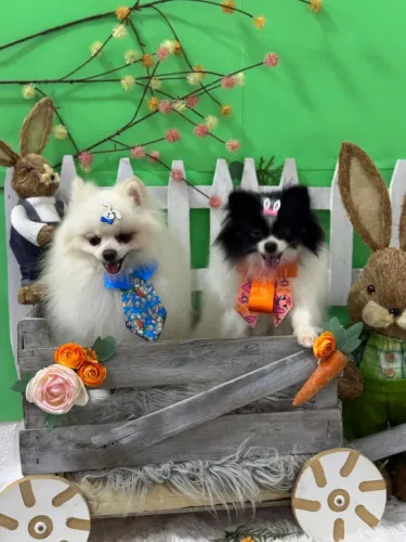 Spitz fêmea com 1 ano