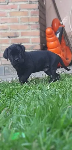 Lindos filhotes de cane corso italiano.!