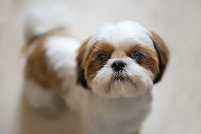 Lindo filhote de Shih Tzu disponível!