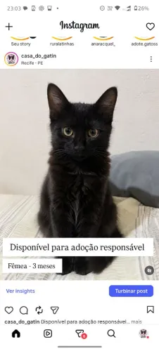 Gata preta para adoção