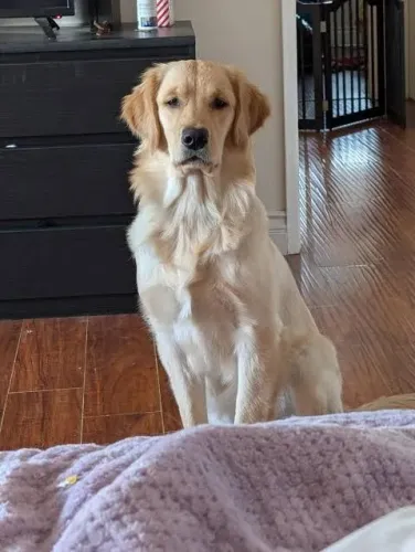 Golden Retriever Macho - 7 Meses (Doação Responsável)