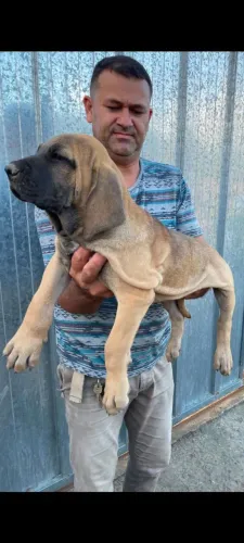 Filhote de fila brasileiro