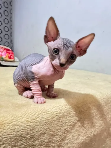 Gato sphynx filhote