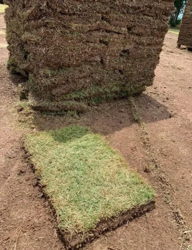 Venha conhecer uma grama excelente para seu jardim, quintal,campos,taludes!!