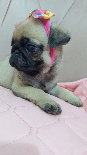 Pug Fêmea 