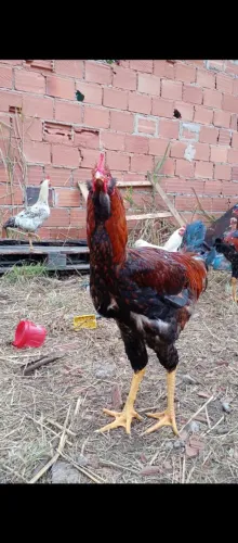 Frango gigante