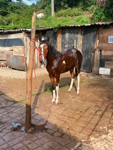 Potro Mangalarga