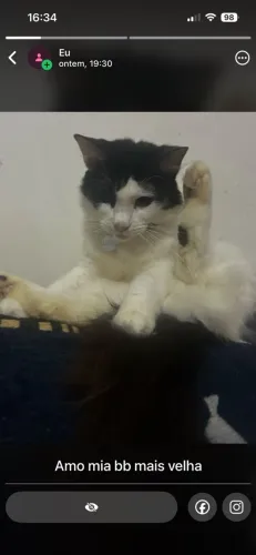 Gatinha pra adoção
