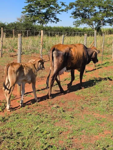 Novilha com bezerra