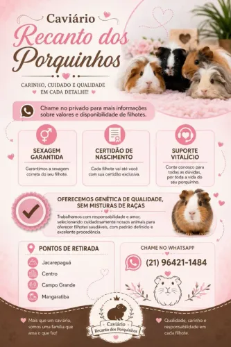 Porquinho da índia