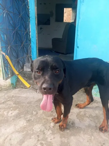 Cachorro rottweiler com um ano e um mês muito dócil