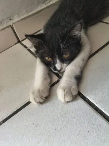 Gato para adoção